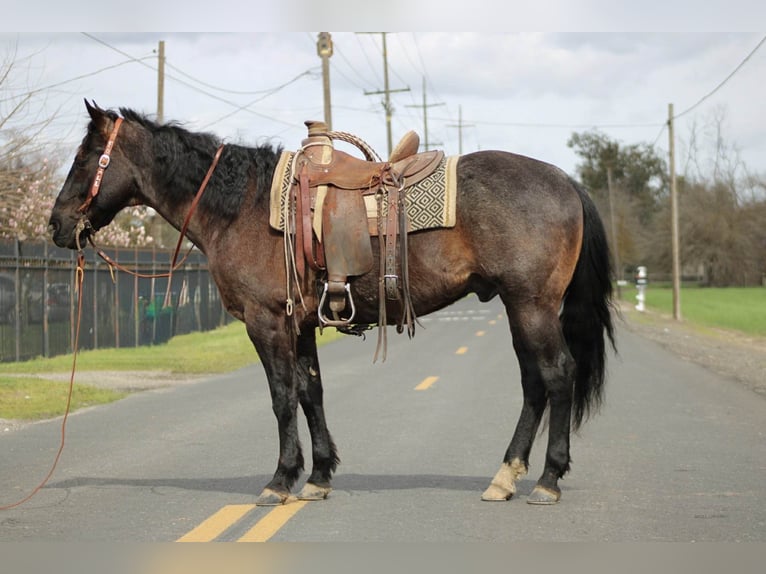 American Quarter Horse Wallach 5 Jahre 157 cm Roan-Blue in Atwater