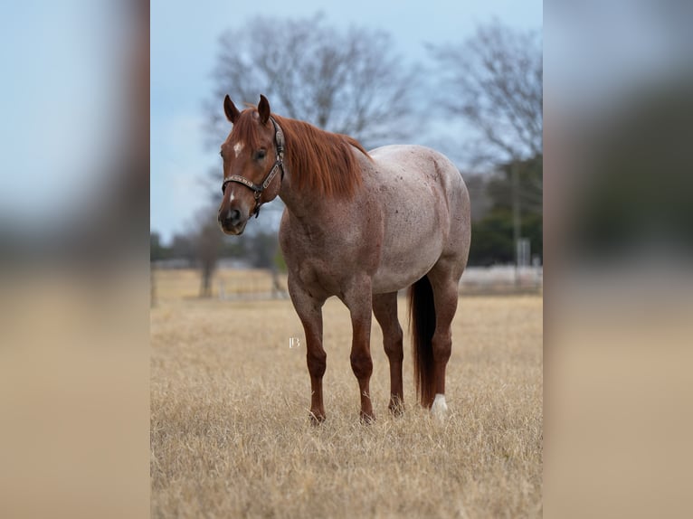 American Quarter Horse Wallach 5 Jahre 157 cm Roan-Red in Terrell