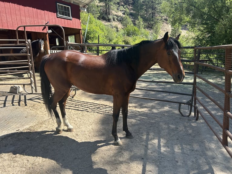 American Quarter Horse Mix Wallach 5 Jahre 157 cm Rotbrauner in Boise