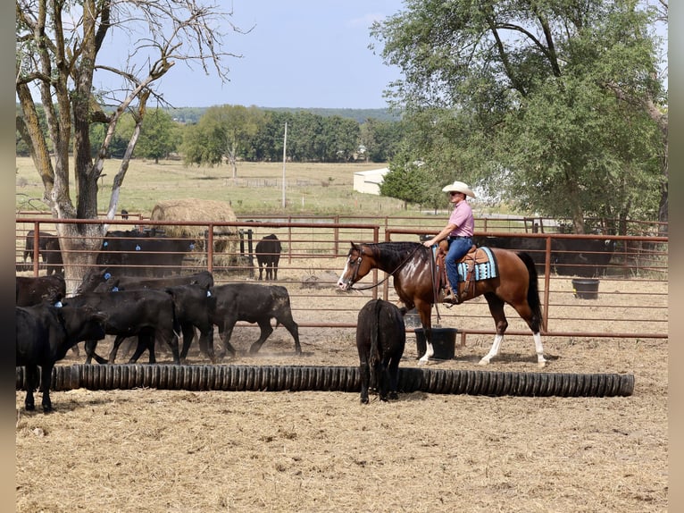 American Quarter Horse Wallach 5 Jahre 157 cm Rotbrauner in Buffalo