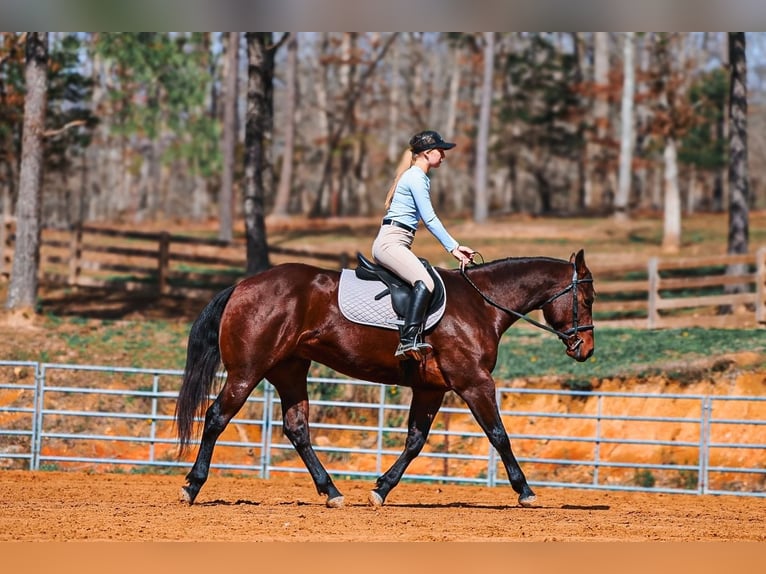 American Quarter Horse Wallach 5 Jahre 157 cm Rotbrauner in Lyles