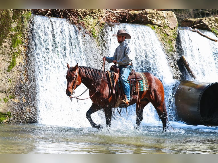 American Quarter Horse Wallach 5 Jahre 157 cm Rotbrauner in Lyles