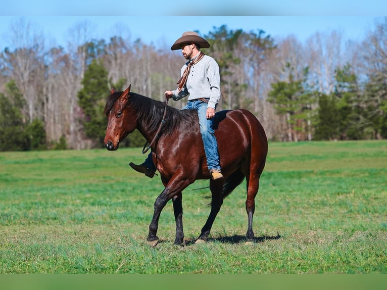 American Quarter Horse Wallach 5 Jahre 157 cm Rotbrauner in Lyles