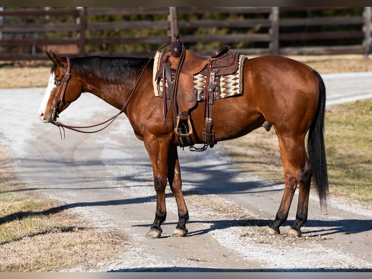 American Quarter Horse Wallach 5 Jahre 157 cm Rotbrauner in Madisonville