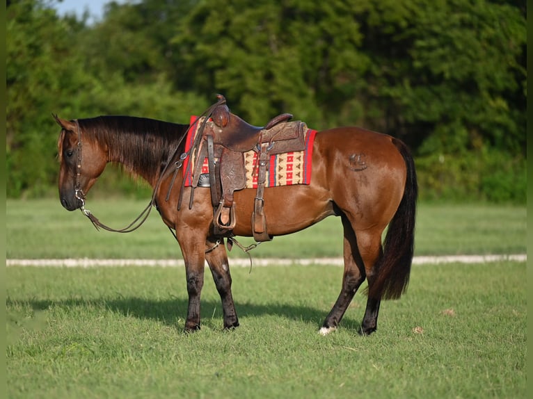 American Quarter Horse Wallach 5 Jahre 157 cm Rotbrauner in Waco