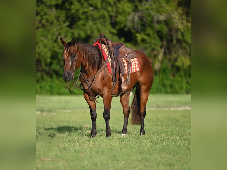 American Quarter Horse Wallach 5 Jahre 157 cm Rotbrauner in Waco