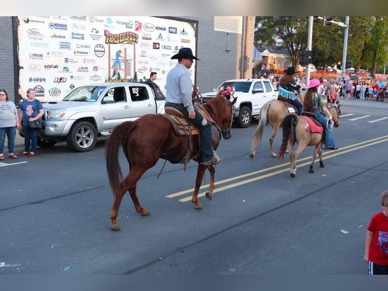 American Quarter Horse Wallach 5 Jahre 157 cm Rotfuchs in Sheridan