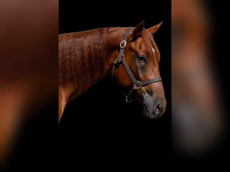 American Quarter Horse Wallach 5 Jahre 157 cm Rotfuchs in Sheridan