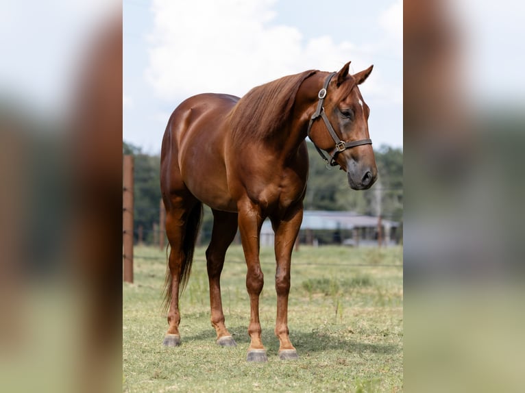 American Quarter Horse Wallach 5 Jahre 157 cm Rotfuchs in Sheridan