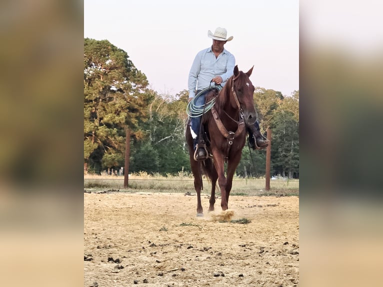 American Quarter Horse Wallach 5 Jahre 157 cm Rotfuchs in Sheridan
