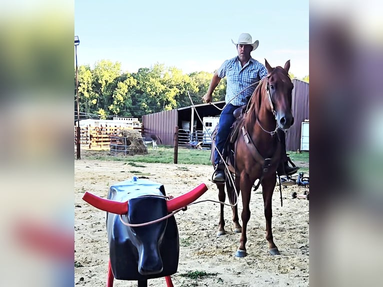 American Quarter Horse Wallach 5 Jahre 157 cm Rotfuchs in Sheridan