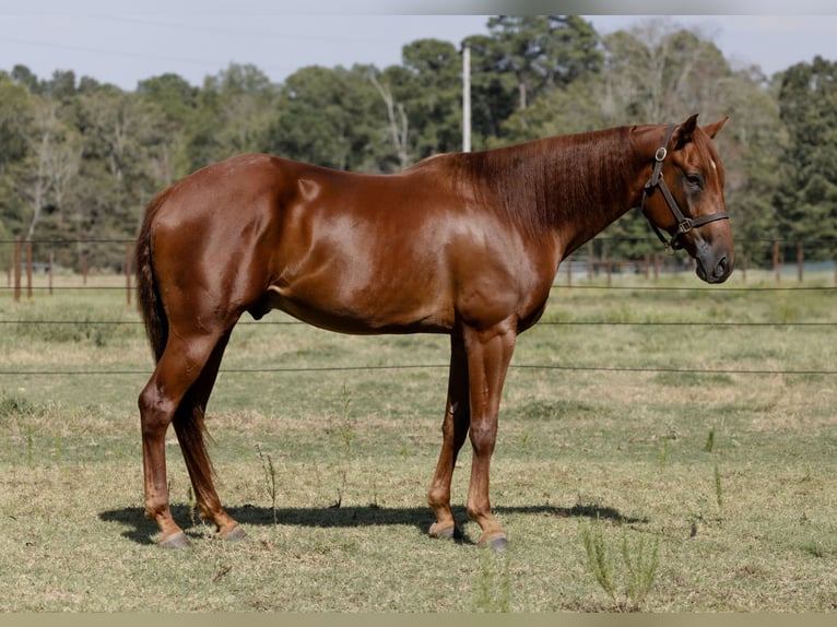 American Quarter Horse Wallach 5 Jahre 157 cm Rotfuchs in Sheridan