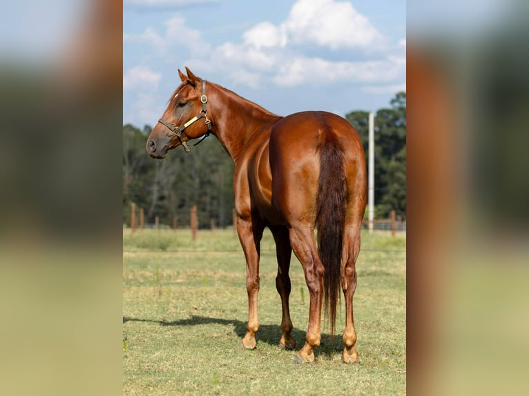 American Quarter Horse Wallach 5 Jahre 157 cm Rotfuchs in Sheridan