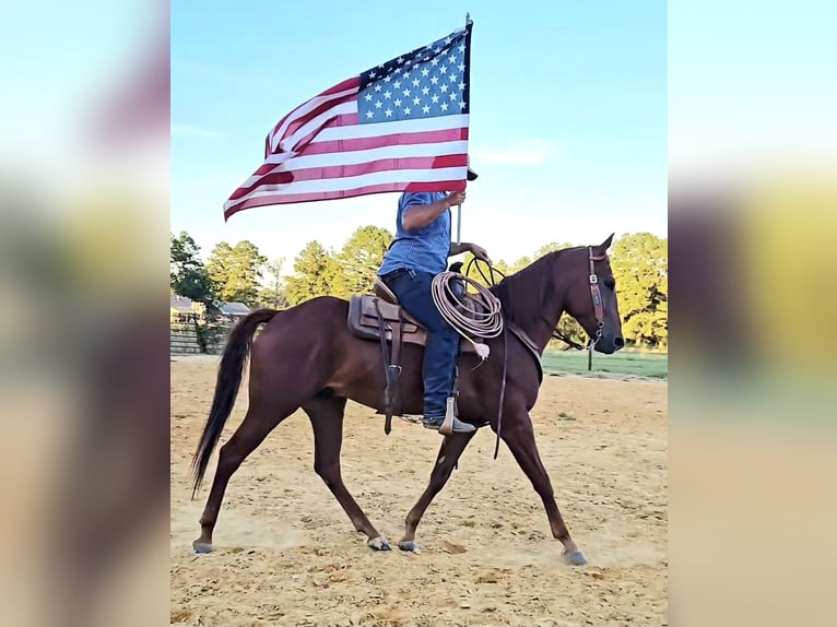 American Quarter Horse Wallach 5 Jahre 157 cm Rotfuchs in Sheridan