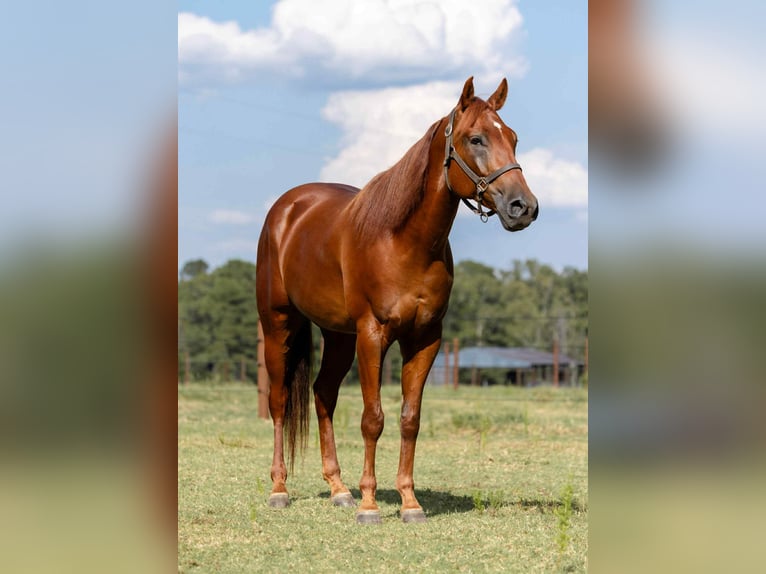 American Quarter Horse Wallach 5 Jahre 157 cm Rotfuchs in Sheridan