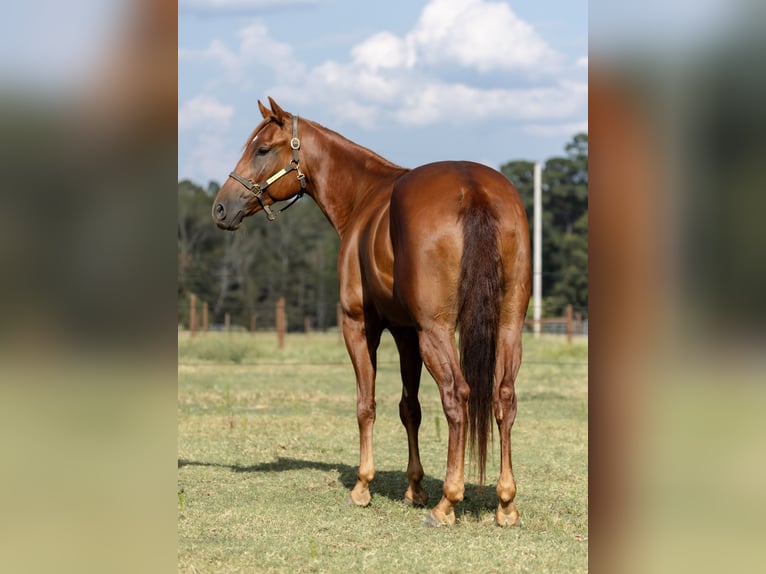 American Quarter Horse Wallach 5 Jahre 157 cm Rotfuchs in Sheridan