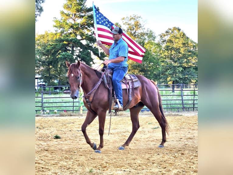 American Quarter Horse Wallach 5 Jahre 157 cm Rotfuchs in Sheridan