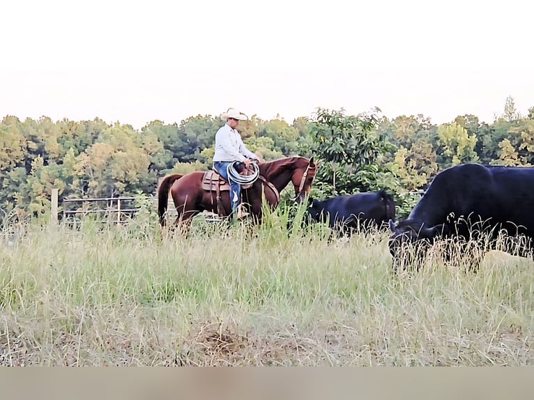 American Quarter Horse Wallach 5 Jahre 157 cm Rotfuchs in Sheridan