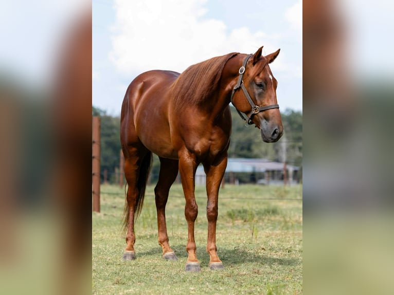 American Quarter Horse Wallach 5 Jahre 157 cm Rotfuchs in Sheridan