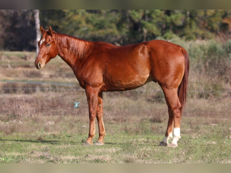 American Quarter Horse Wallach 5 Jahre 157 cm Rotfuchs in Carthage, TX