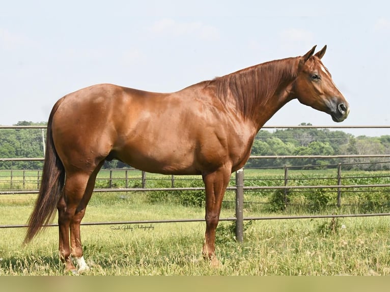 American Quarter Horse Wallach 5 Jahre 157 cm Rotfuchs in Oelwein, IA