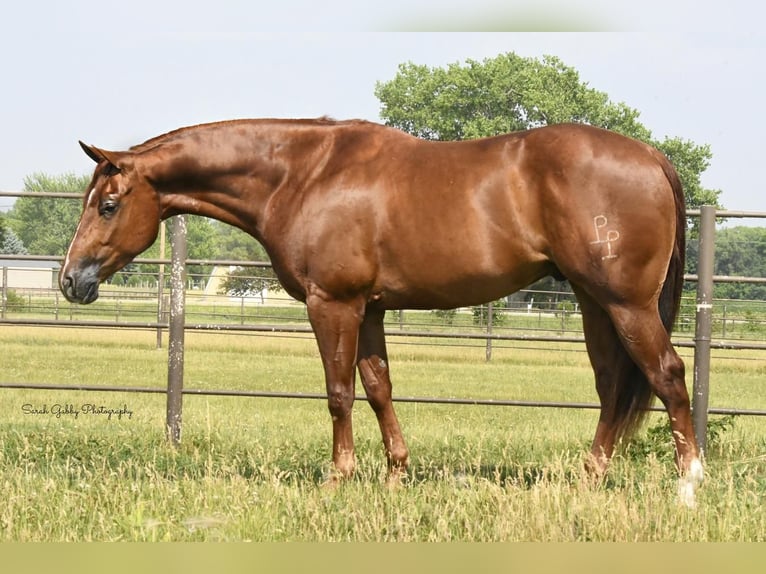 American Quarter Horse Wallach 5 Jahre 157 cm Rotfuchs in Oelwein, IA