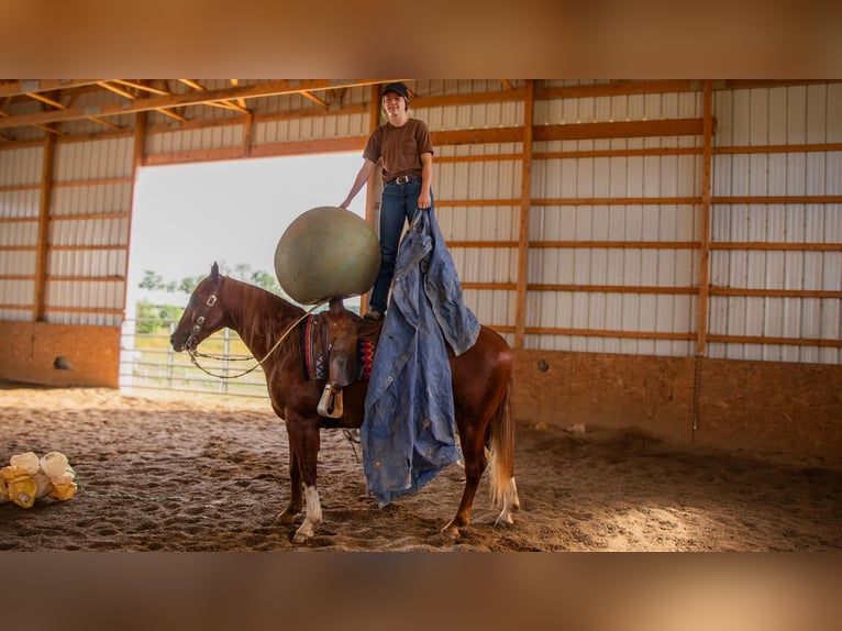 American Quarter Horse Wallach 5 Jahre 157 cm Rotfuchs in Millersburg, OH