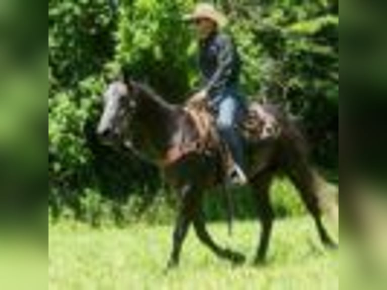 American Quarter Horse Wallach 5 Jahre 157 cm Schimmel in Cole Camp MO