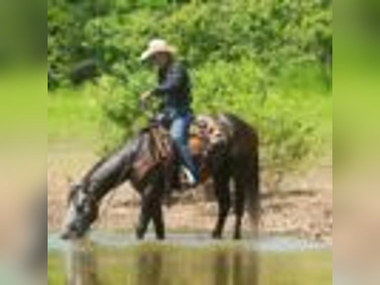 American Quarter Horse Wallach 5 Jahre 157 cm Schimmel in Cole Camp MO
