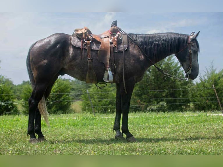 American Quarter Horse Wallach 5 Jahre 157 cm Schimmel in Cole Camp MO