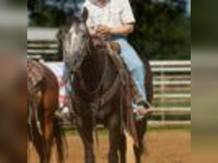 American Quarter Horse Wallach 5 Jahre 157 cm Schimmel in Cole Camp MO