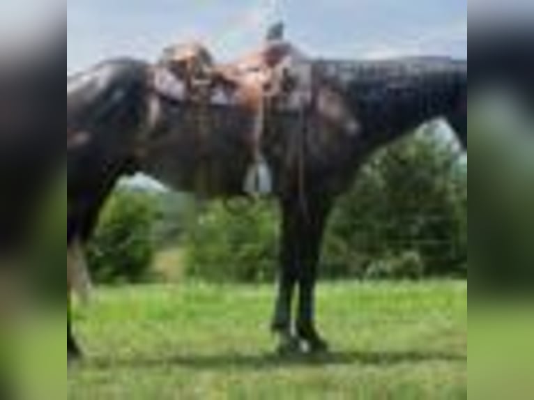 American Quarter Horse Wallach 5 Jahre 157 cm Schimmel in Cole Camp MO