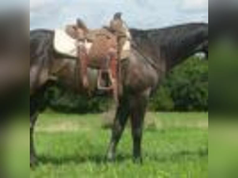 American Quarter Horse Wallach 5 Jahre 157 cm Schimmel in Cole Camp MO