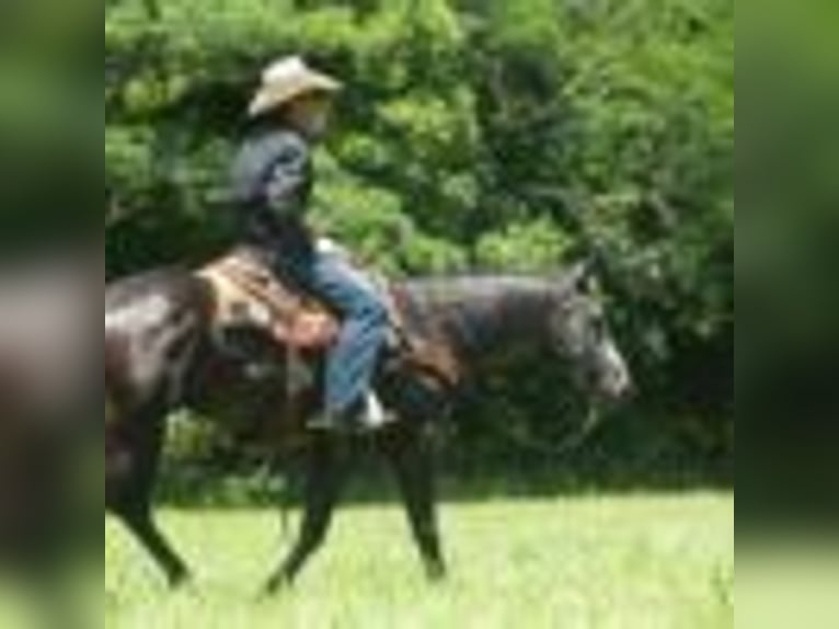 American Quarter Horse Wallach 5 Jahre 157 cm Schimmel in Cole Camp MO