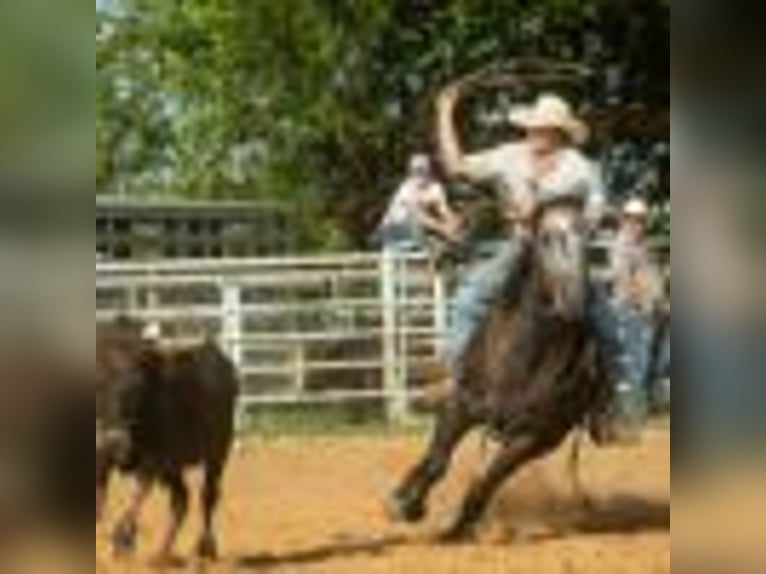 American Quarter Horse Wallach 5 Jahre 157 cm Schimmel in Cole Camp MO