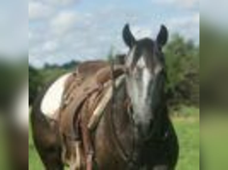 American Quarter Horse Wallach 5 Jahre 157 cm Schimmel in Cole Camp MO