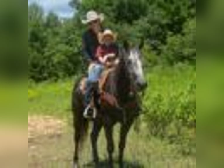 American Quarter Horse Wallach 5 Jahre 157 cm Schimmel in Cole Camp MO