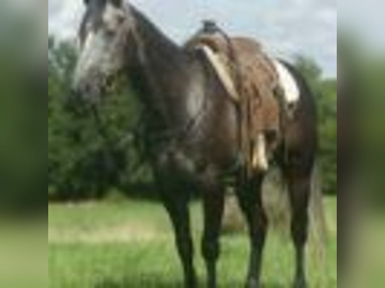 American Quarter Horse Wallach 5 Jahre 157 cm Schimmel in Cole Camp MO