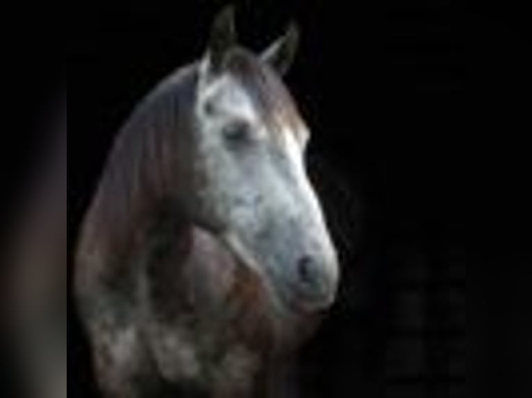American Quarter Horse Wallach 5 Jahre 157 cm Schimmel in Cole Camp MO