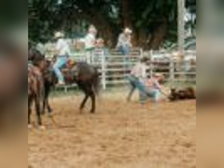 American Quarter Horse Wallach 5 Jahre 157 cm Schimmel in Cole Camp MO