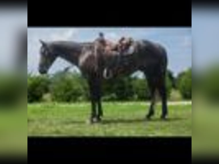American Quarter Horse Wallach 5 Jahre 157 cm Schimmel in Cole Camp MO