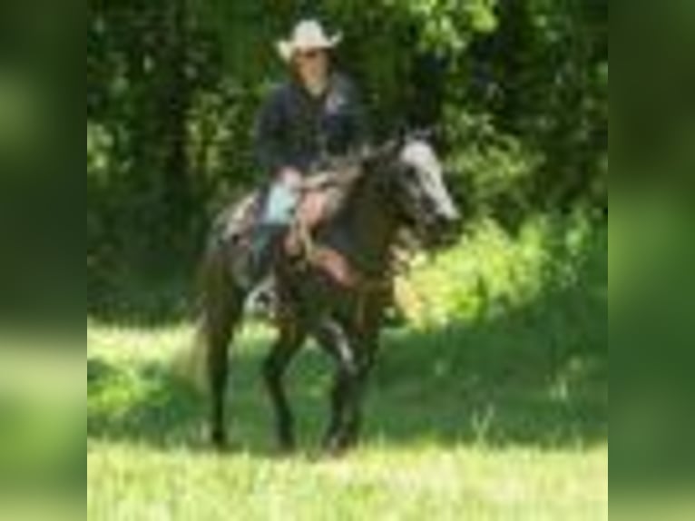 American Quarter Horse Wallach 5 Jahre 157 cm Schimmel in Cole Camp MO