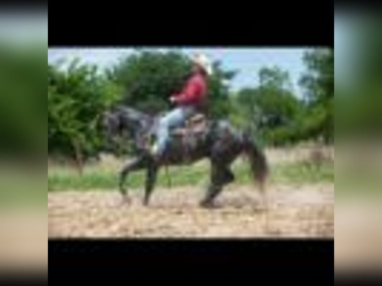 American Quarter Horse Wallach 5 Jahre 157 cm Schimmel in Cole Camp MO