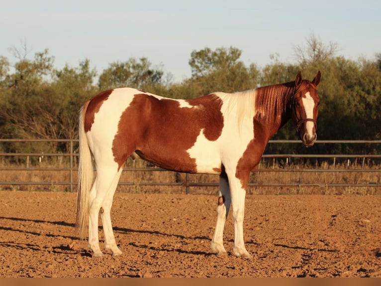 American Quarter Horse Wallach 5 Jahre 157 cm Tobiano-alle-Farben in Breckenridge TX