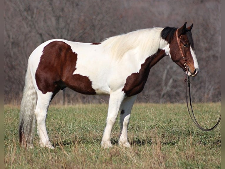 American Quarter Horse Wallach 5 Jahre 157 cm Tobiano-alle-Farben in Brodhead KY