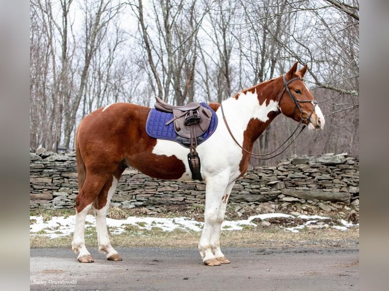 American Quarter Horse Wallach 5 Jahre 157 cm Tobiano-alle-Farben in Everette PA
