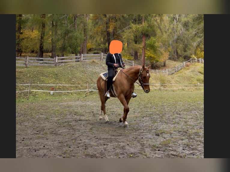 American Quarter Horse Wallach 5 Jahre 158 cm Fuchs in Taufers im Münstertal