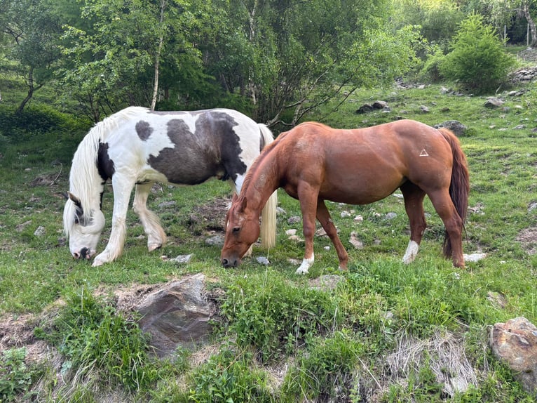 American Quarter Horse Wallach 5 Jahre 158 cm Fuchs in Taufers im Münstertal