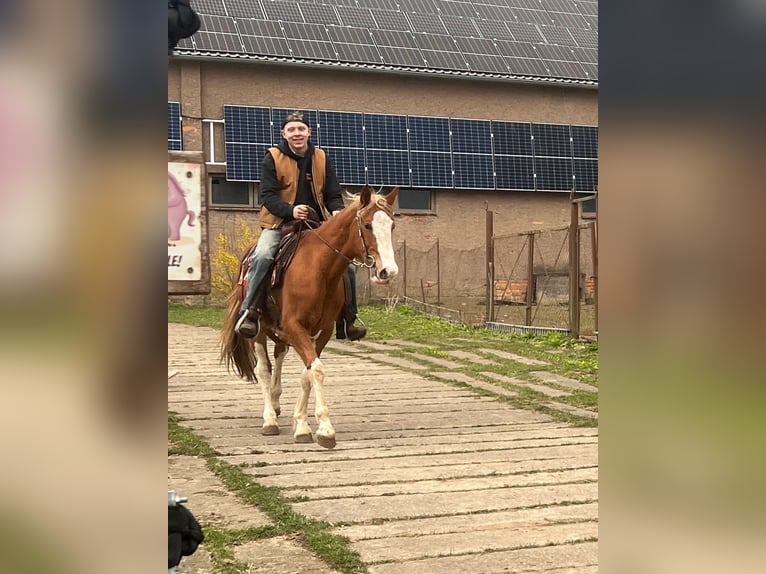 American Quarter Horse Mix Wallach 5 Jahre 158 cm Schecke in FernaKaltohnfeld