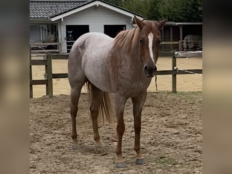 American Quarter Horse Wallach 5 Jahre 159 cm Roan-Red in Burgebrach